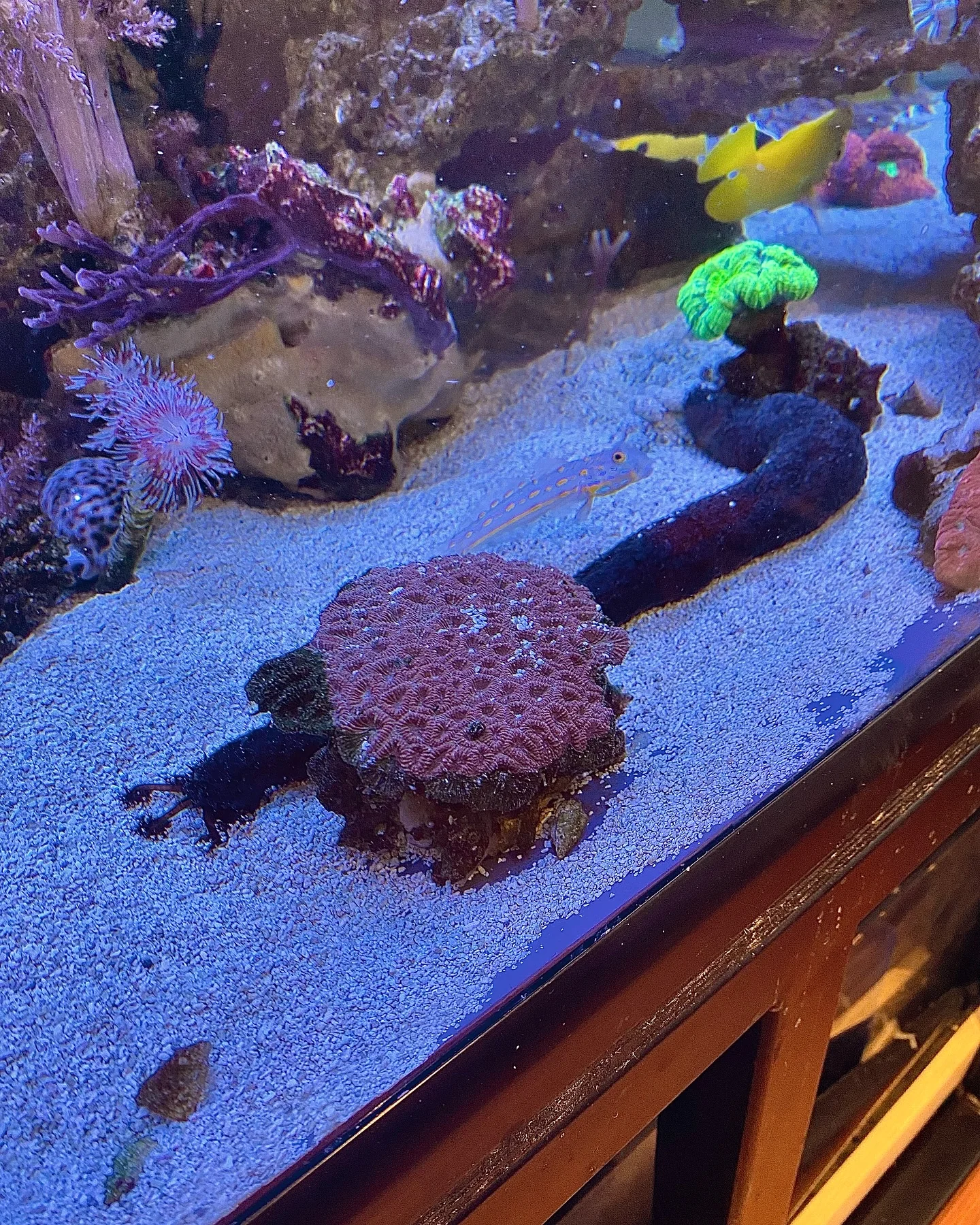18 Inch Long Sea Cucumber