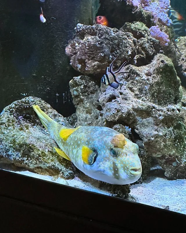 Citron Goby