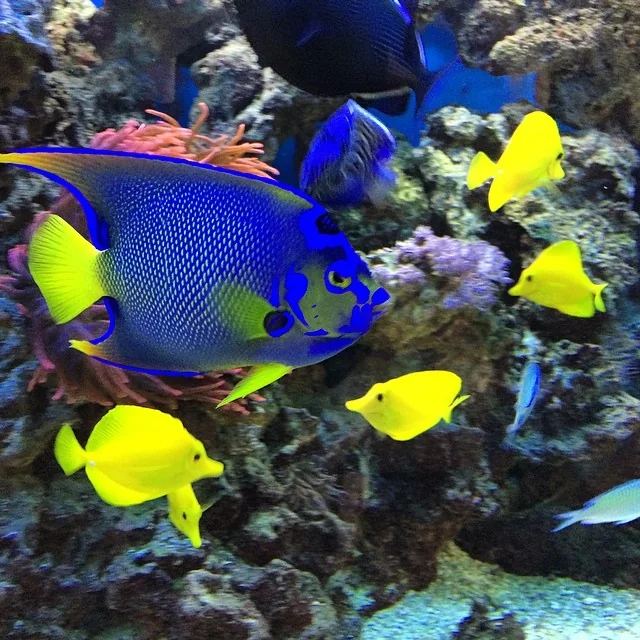 Enjoy music together—you and the fish in your aquarium