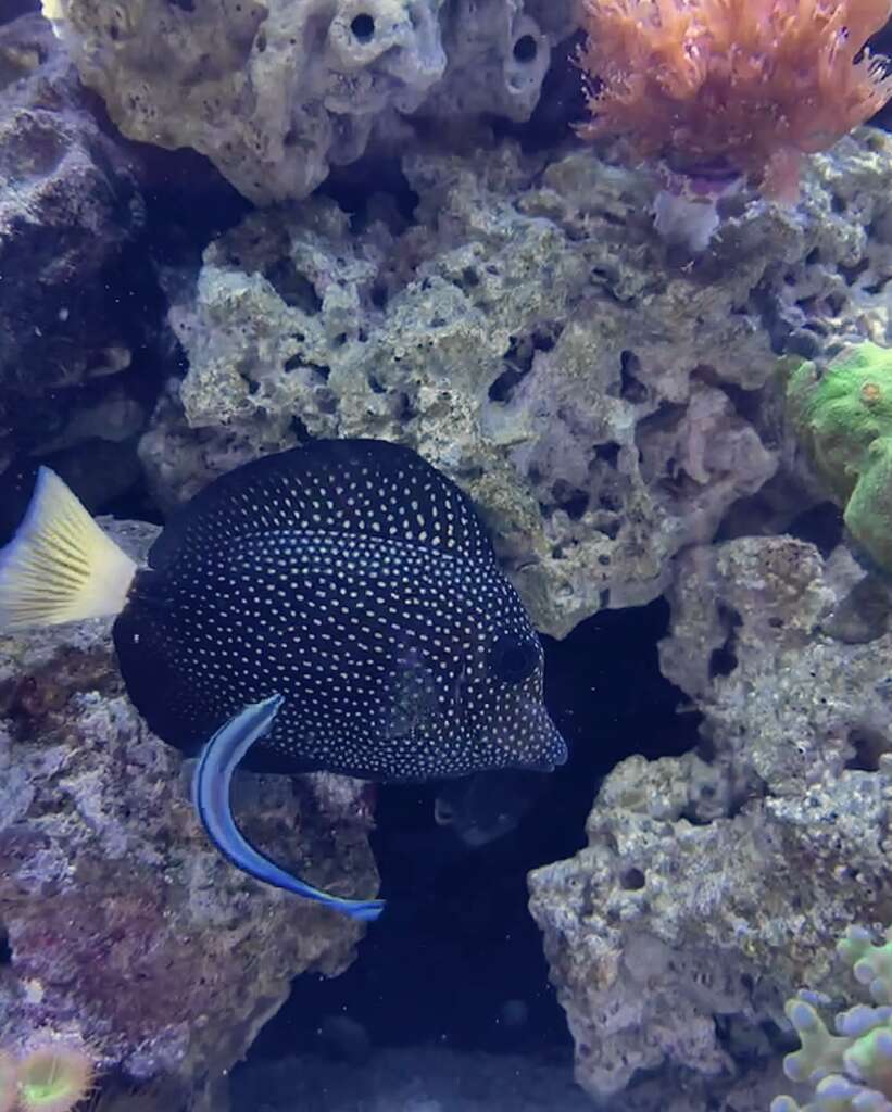Gem Tang: Jewels of the Deep