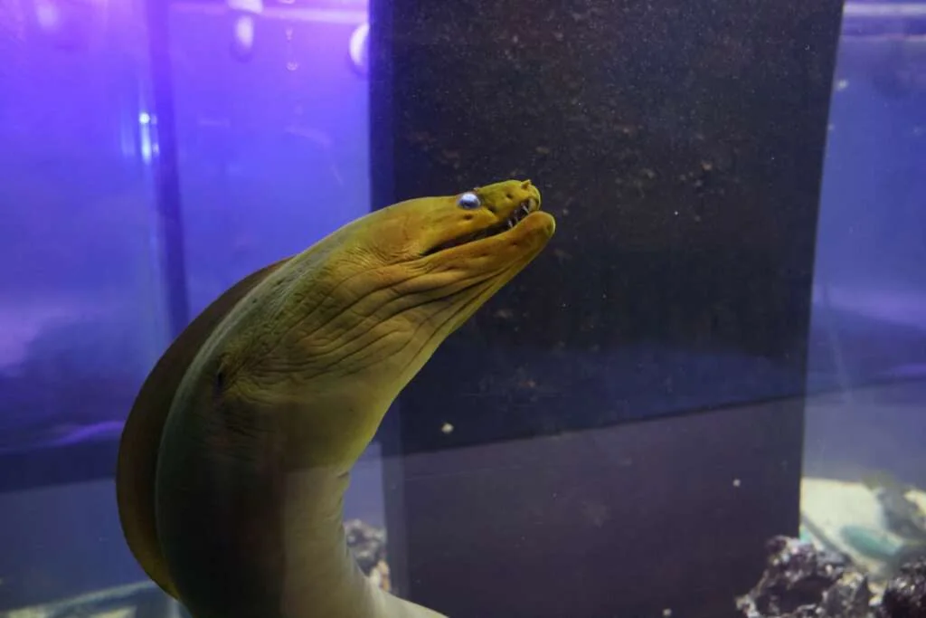 Moray eel
