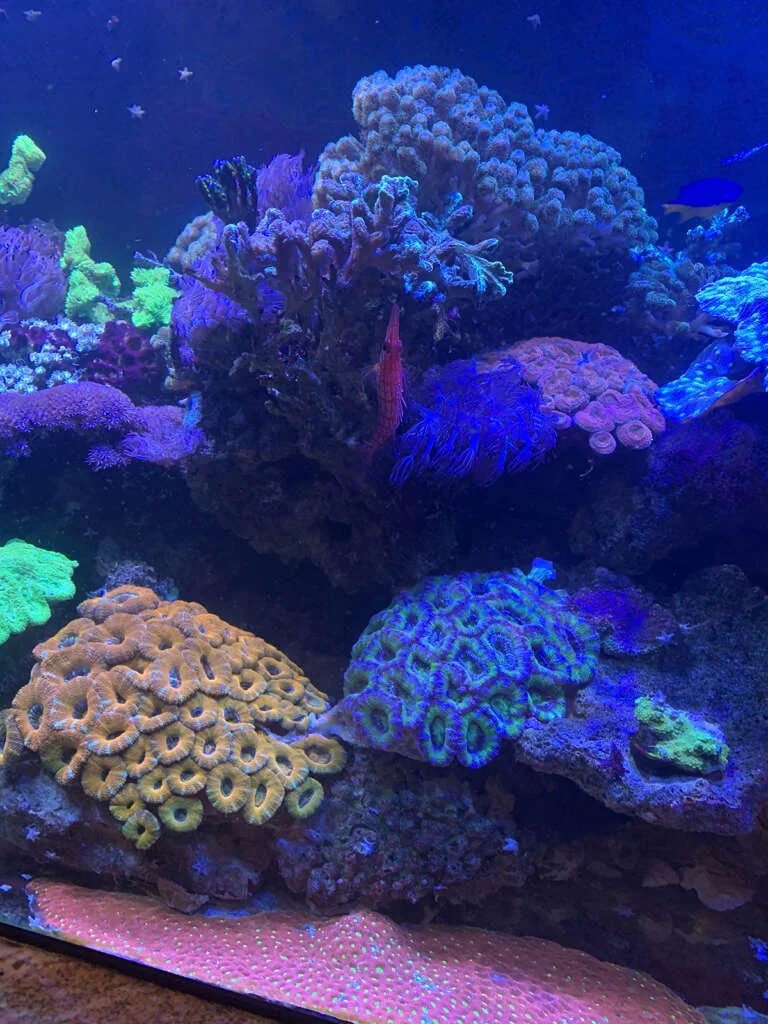 Nutrient flow and fish behavior in aquarium design
