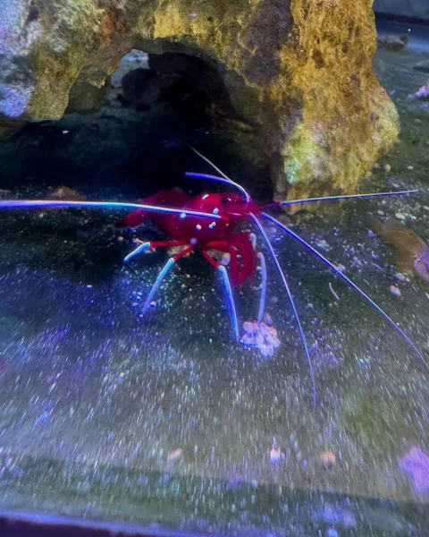 Shrimp make a great addition to any tank