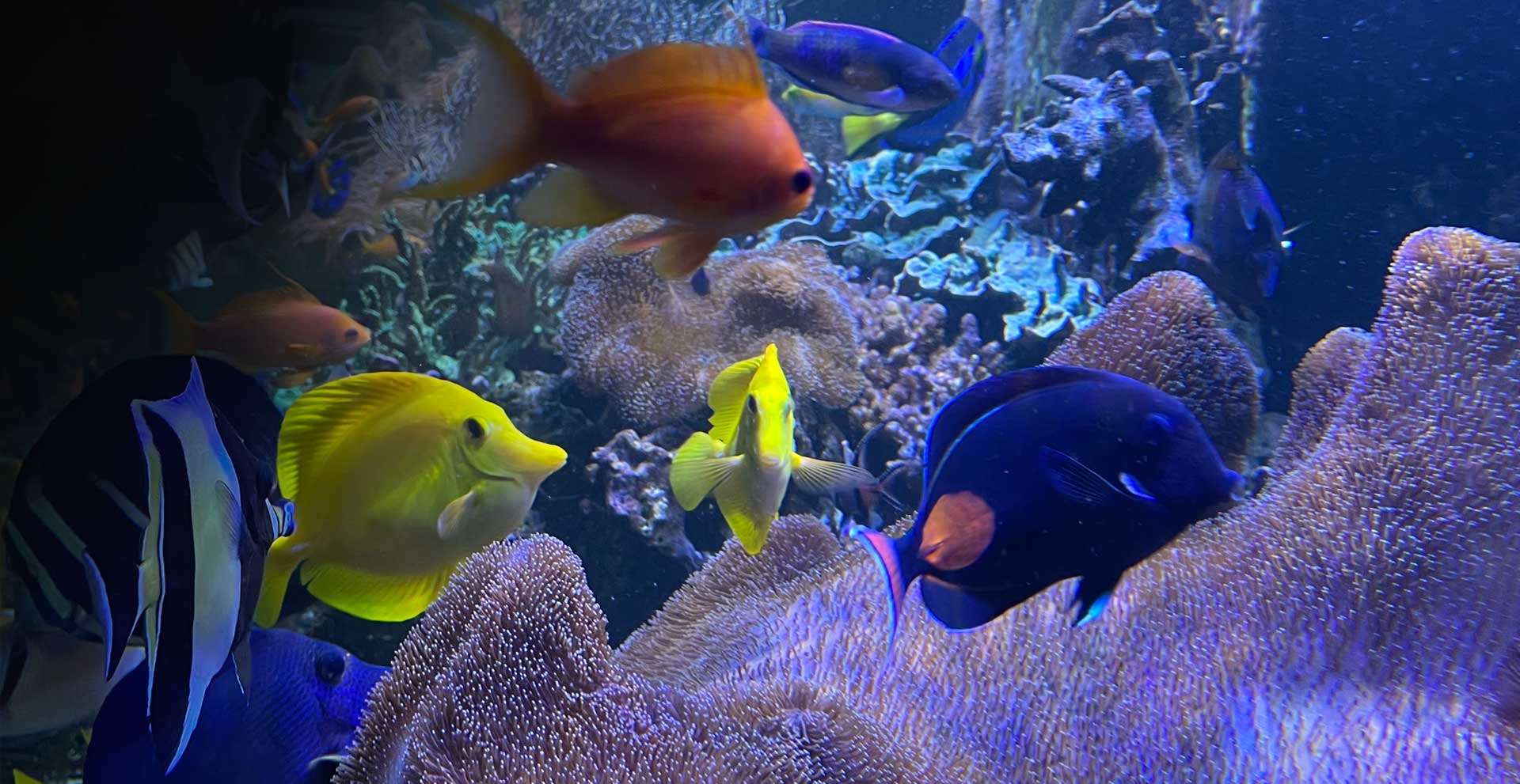 Your role saving coral reefs
