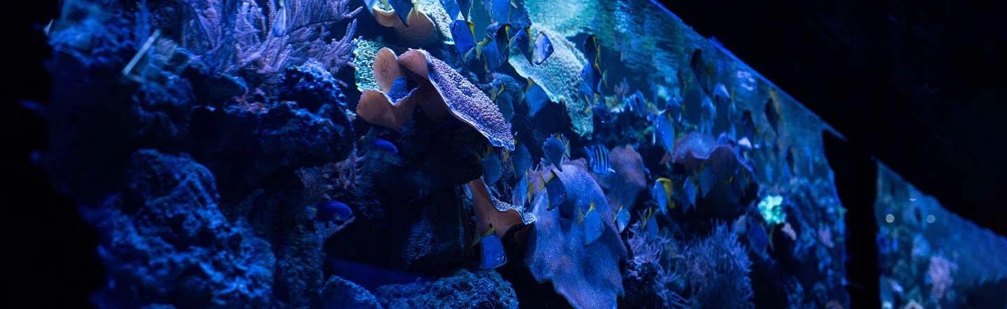 Aquariums tell a story