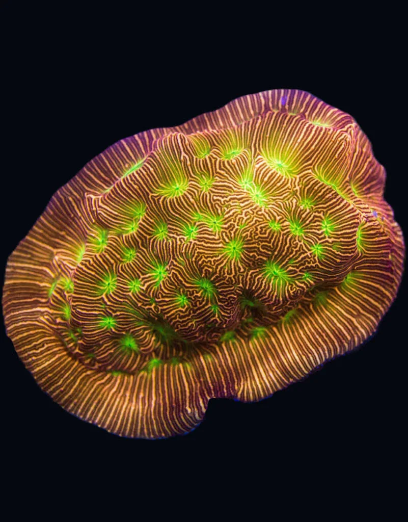 A Jack-o'-lantern Leptoseris coral with glowing green polyps, available at the JK-Fish online coral store