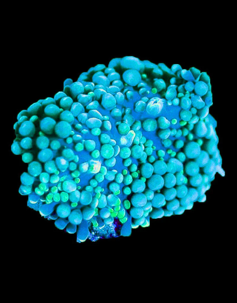 blue-riccordia