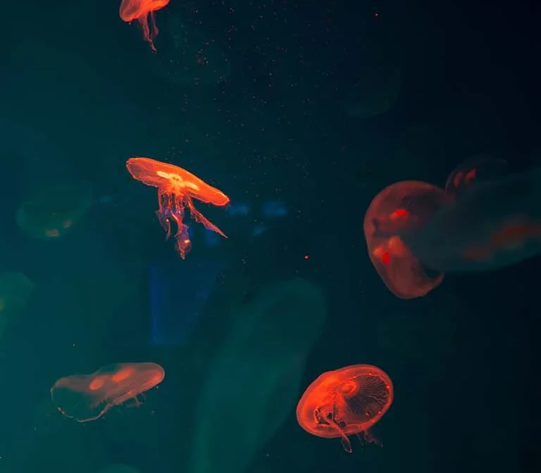 Bring aquatic life closer to you