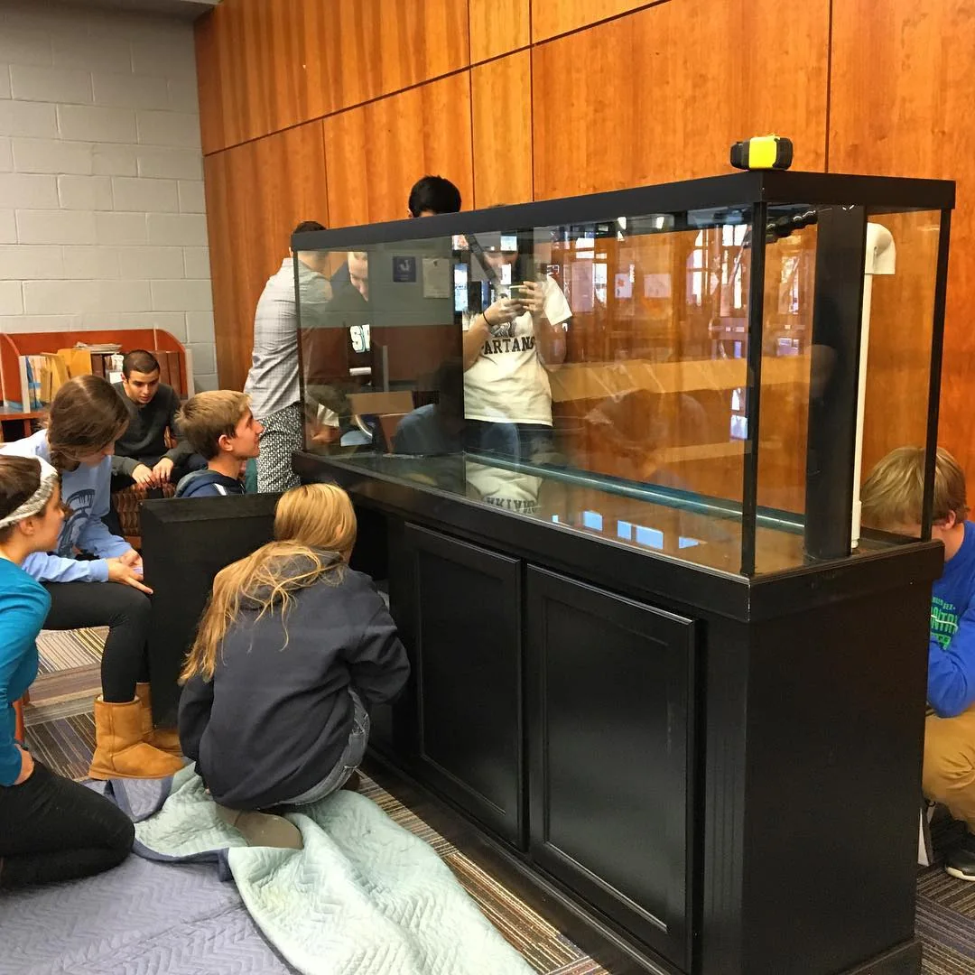Different aquariums for different ideas