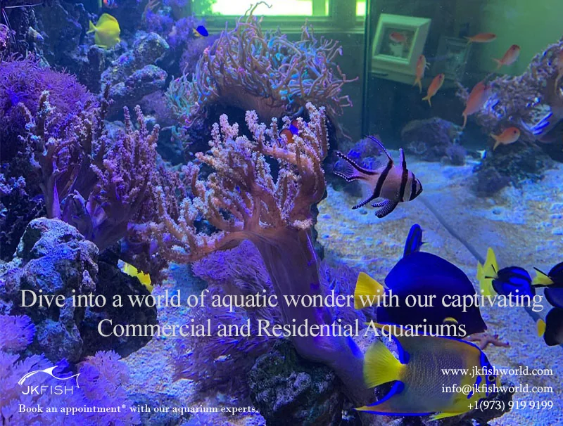 Dive into a world of aquatic wonder