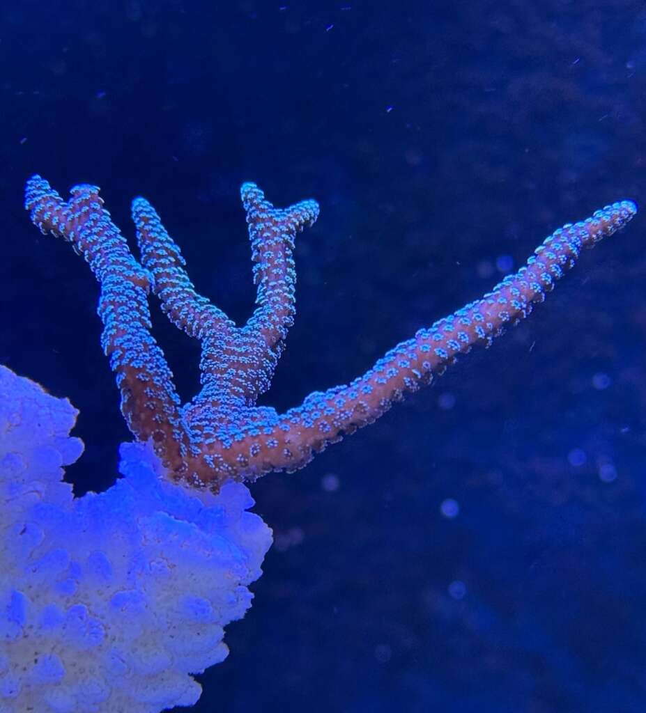 A blue-tipped Acropora SPS coral available at the JK-Fish online store