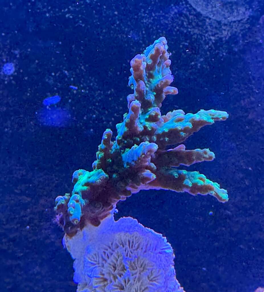 An Acropora SPS coral with green and blue tips under aquarium lighting