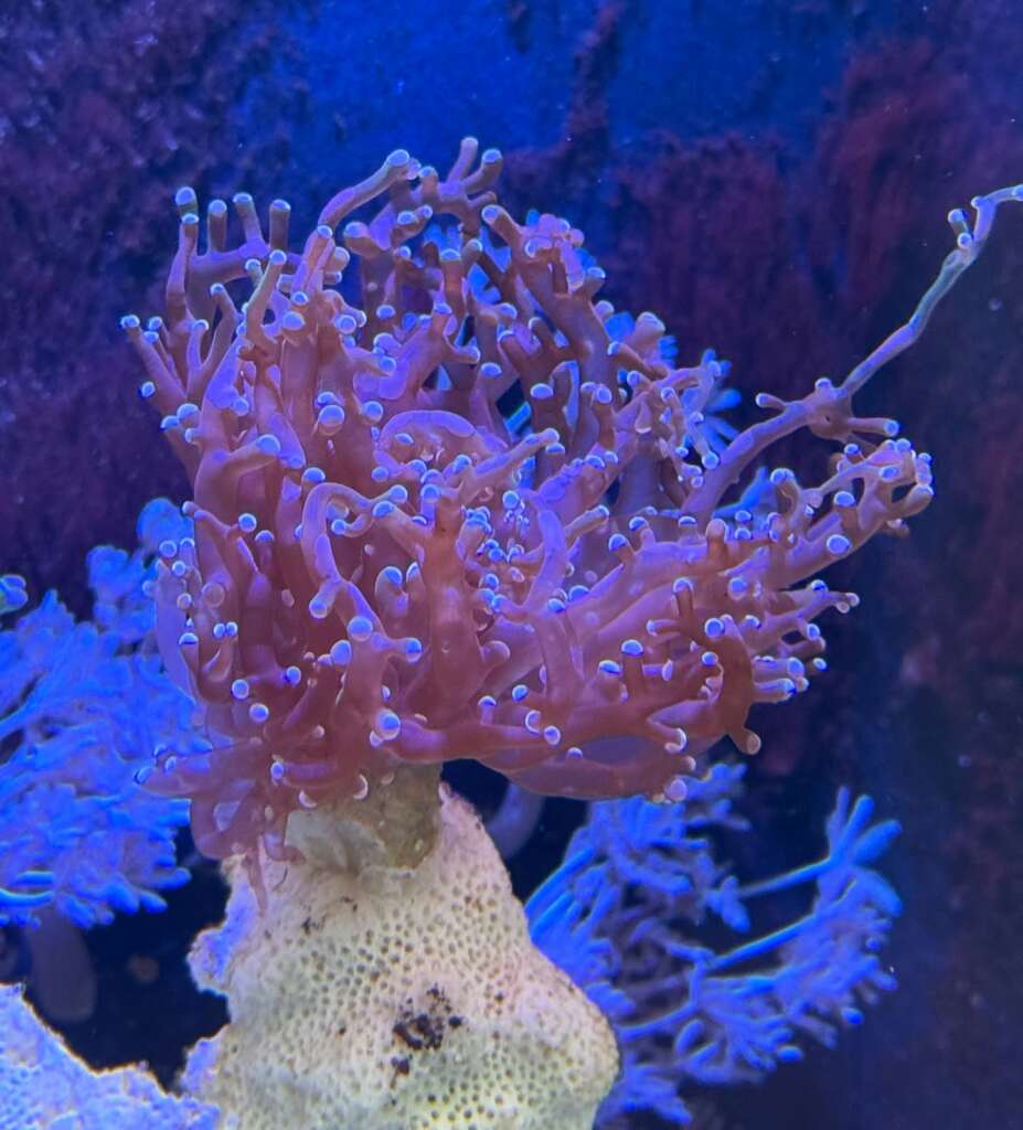 A Euphyllia frogspawn coral with pink-tipped tentacles at the JK-Fish store