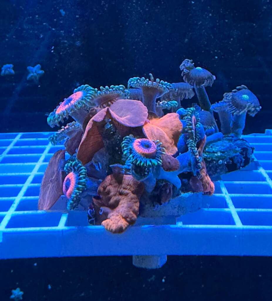 A colorful colony of zoanthids and mushroom corals under blue aquarium lighting at the JK-Fish store