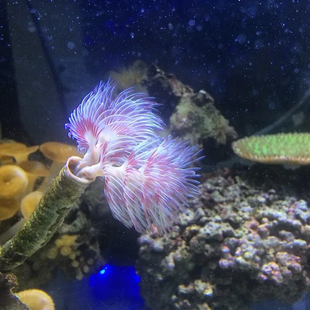 Enjoy Your Custom Aquarium