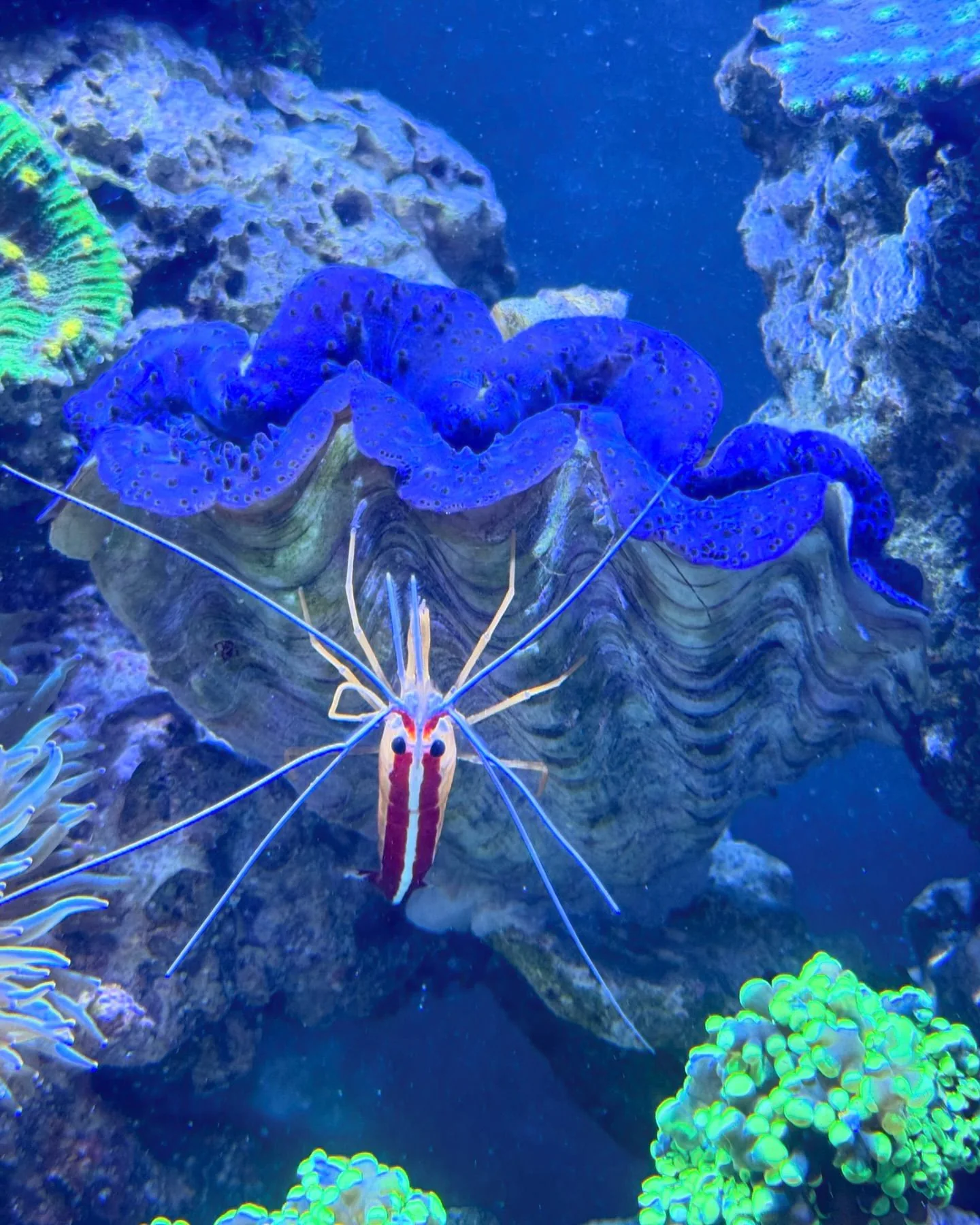 Enter the JK-Fish Contest!