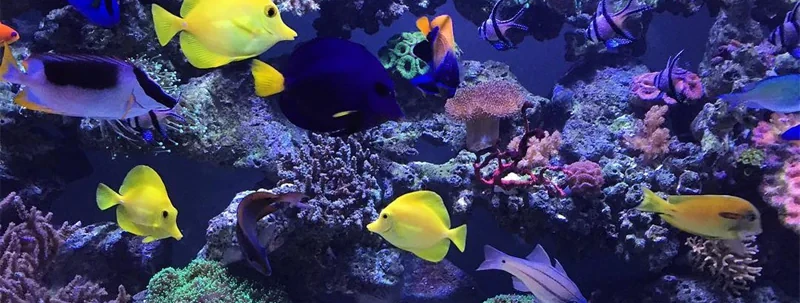 Experience the magic of the sea in your aquarium
