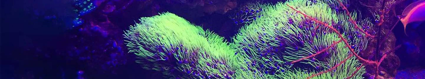 Life is like a fish tank