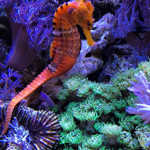 Looking for aquarium specialists?