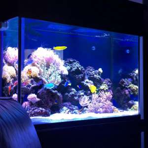 jkfish-custom-aquarium-reef