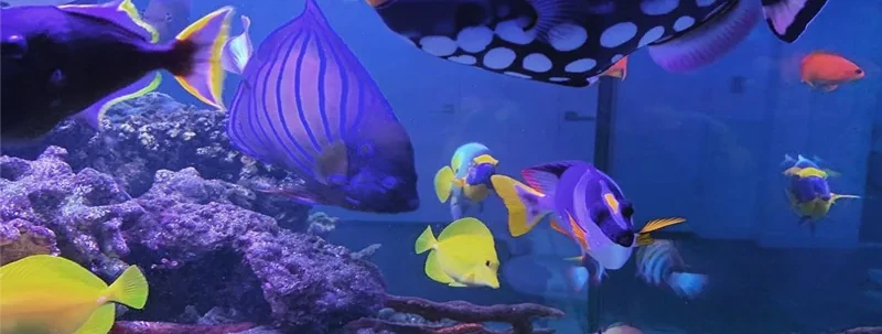 The beauty of the ocean, captured in a tank