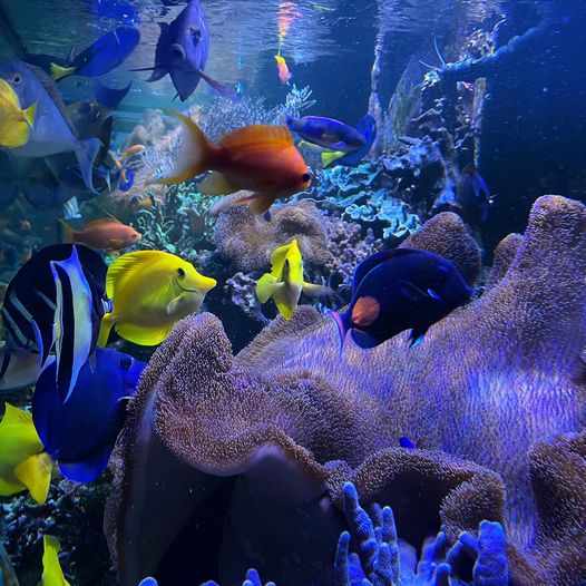 What Should You Consider While Planning Your Custom Aquarium?