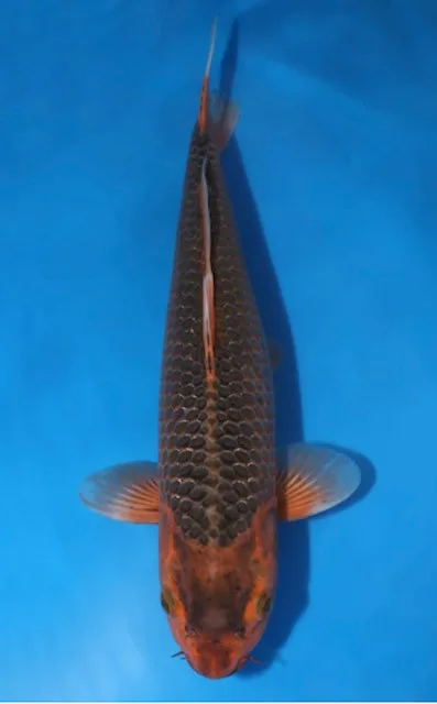 Aka Matsuba koi