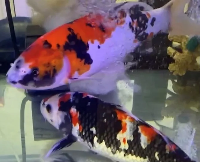 Colorful Nishikigoi