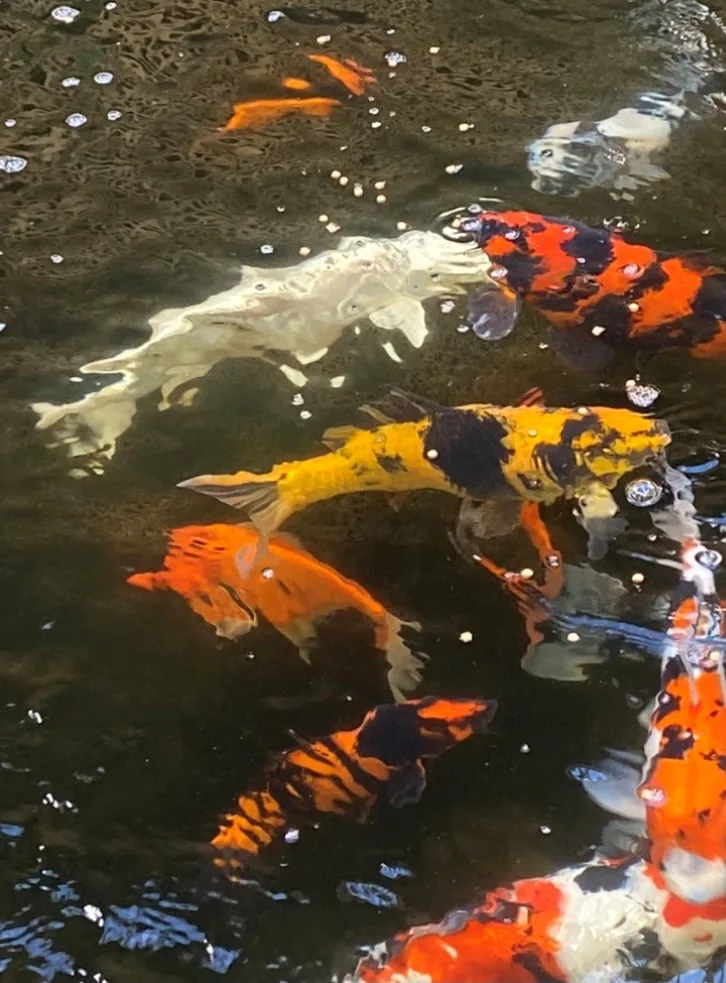 Feeding Nishikigoi