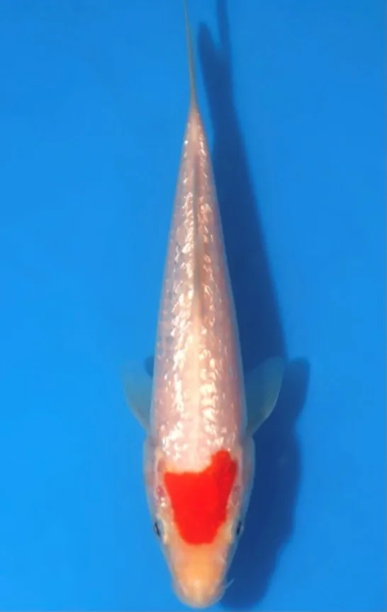 Ginrin koi