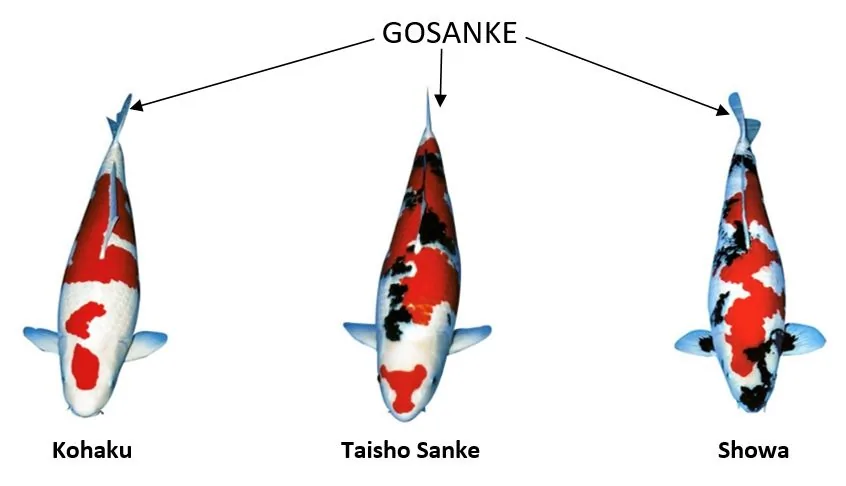 Gosanke koi