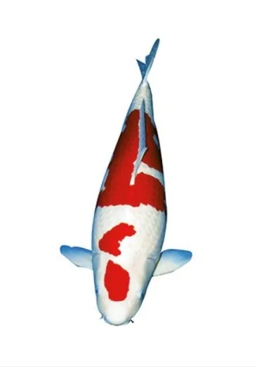 Kohaku koi