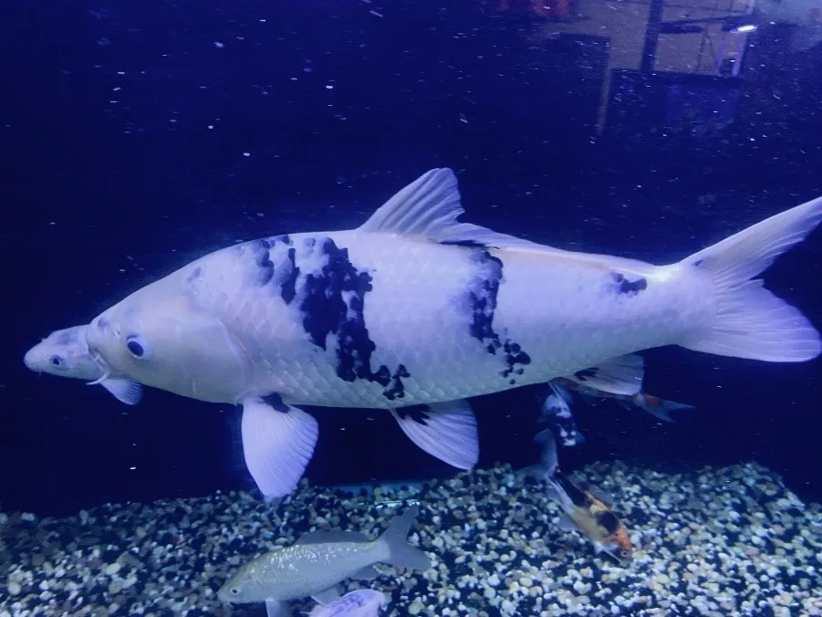 Shiro Utsuri koi