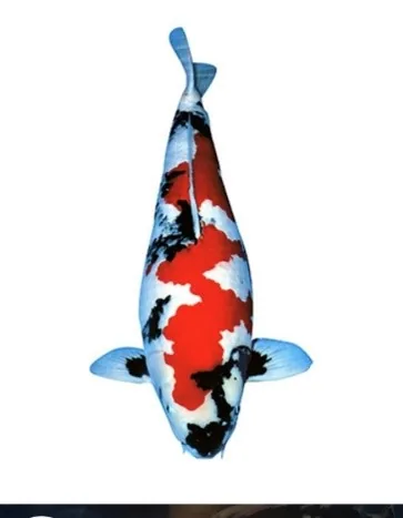 Showa koi