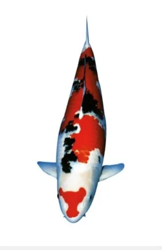 Taisho Sanke koi