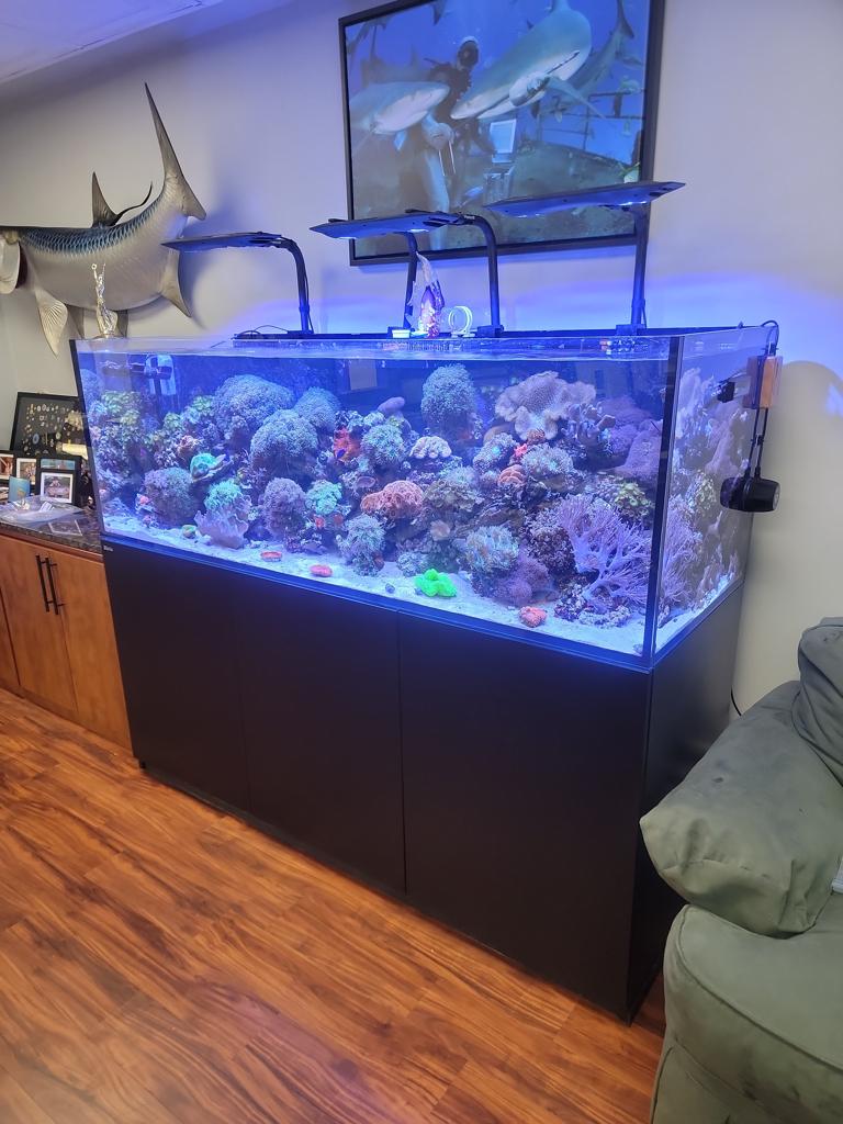 Custom reef display aquarium in the showroom
