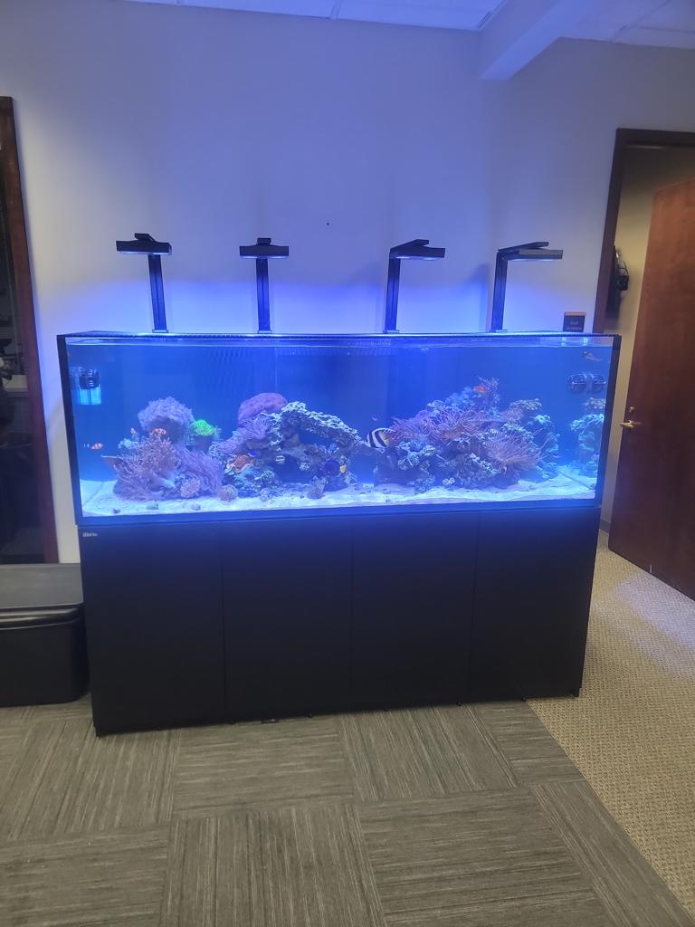 Reef aquarium on display in the JK-Fish showroom