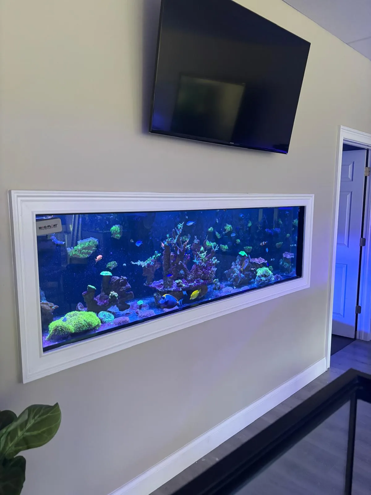 Wall-mounted reef aquarium in the JK-Fish showroom