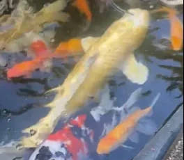 Japanese koi Living Jewels